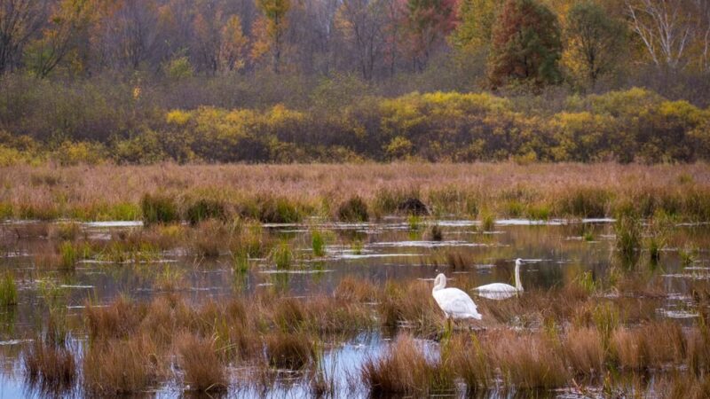 George W. Mead State Wildlife Area - Milladore, WI