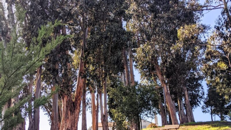 Green Hills Park - Millbrae, CA