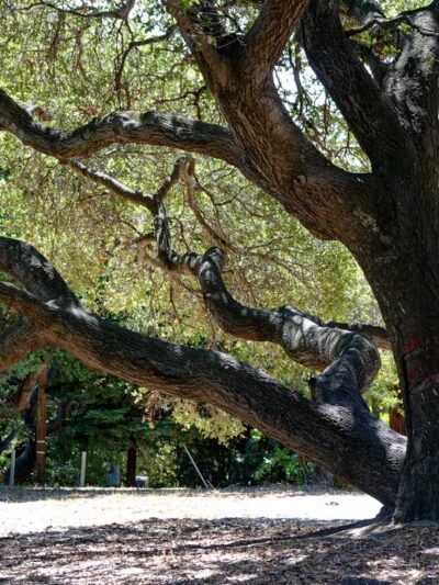 Josephine Waugh - Soroptimist Park - Millbrae, CA