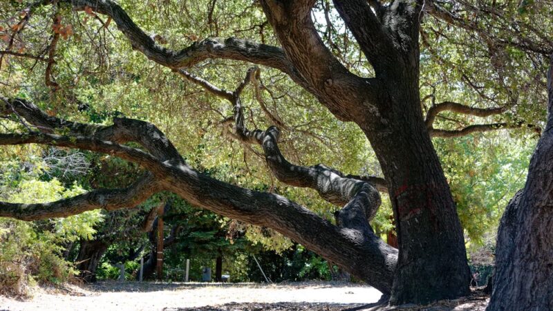 Josephine Waugh - Soroptimist Park - Millbrae, CA