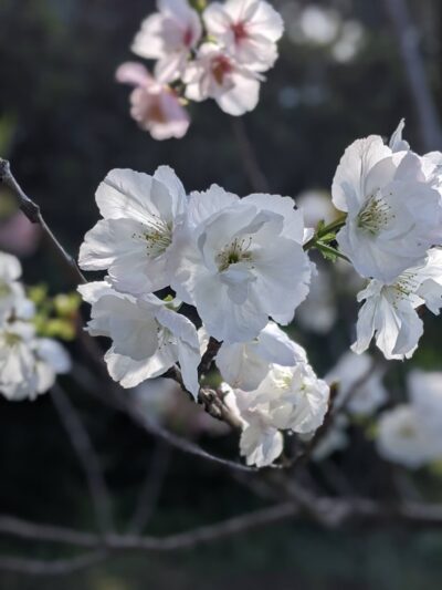 Josephine Waugh - Soroptimist Park - Millbrae, CA
