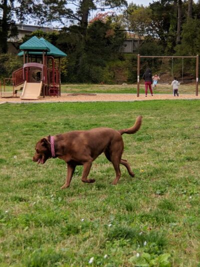 Millbrae Meadows Park - Millbrae, CA