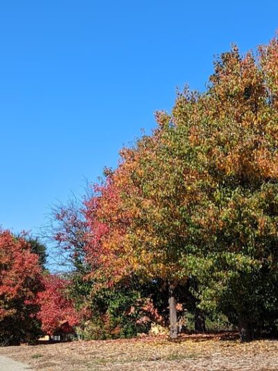 Millbrae Spur Trail - Millbrae, CA