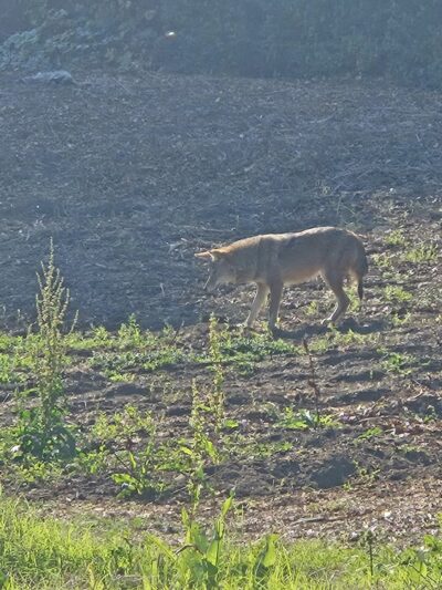 Millbrae Spur Trail - Millbrae, CA