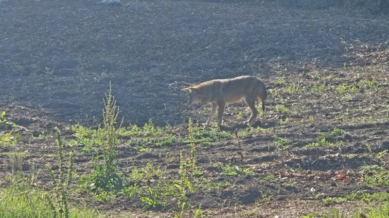 Millbrae Spur Trail - Millbrae, CA