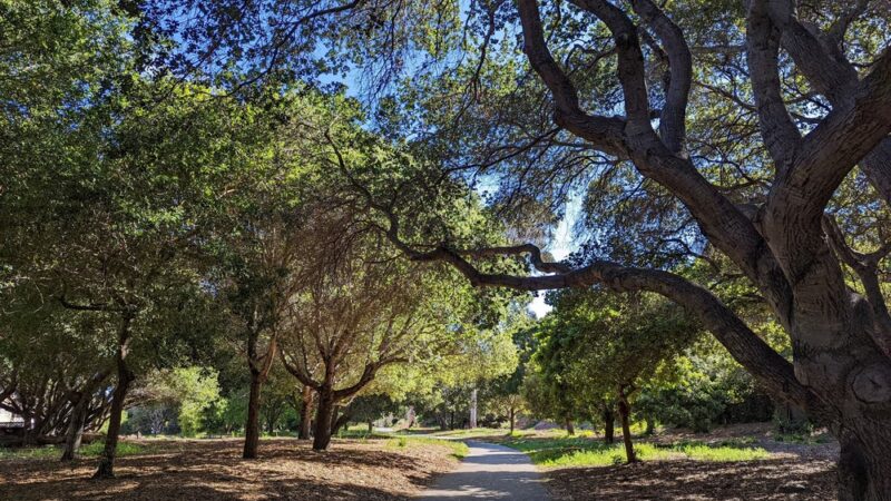 Mosta Grove - Millbrae, CA