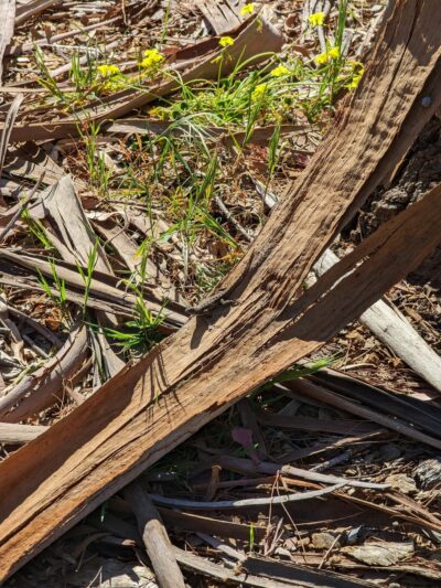 Mosta Grove - Millbrae, CA