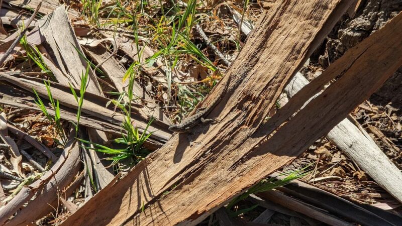 Mosta Grove - Millbrae, CA