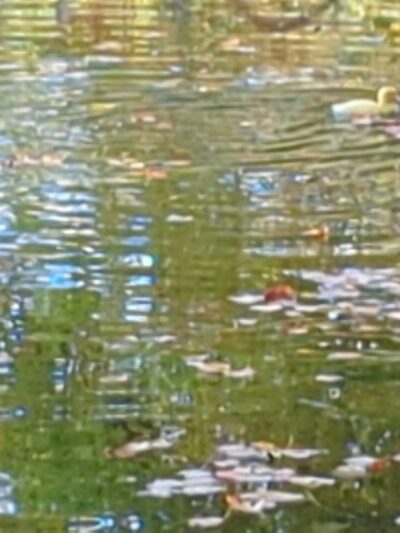 Dorothy Pond, Riverlin St Access - Millbury, MA