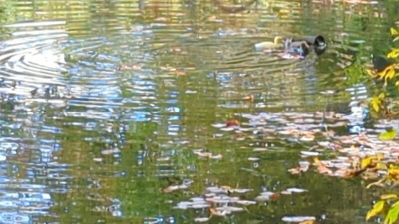 Dorothy Pond, Riverlin St Access - Millbury, MA