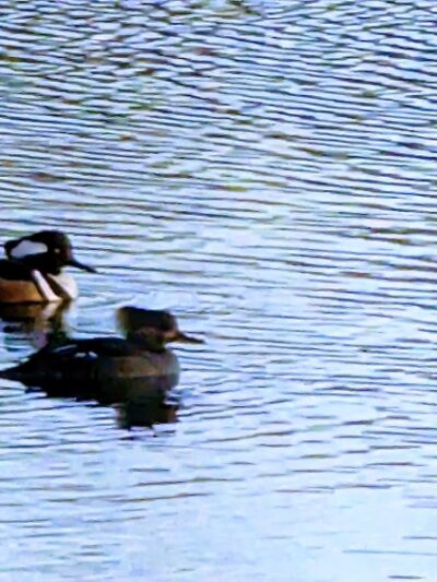 Dorothy Pond, Riverlin St Access - Millbury, MA