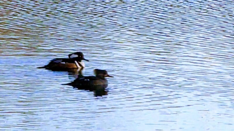 Dorothy Pond, Riverlin St Access - Millbury, MA