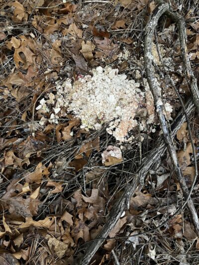 Montague Plains WMA Parking Area - Millers Falls, MA