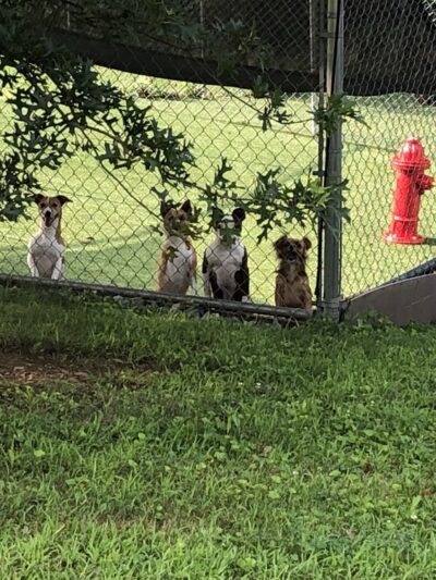 Bark of the Town Kennels - Millerstown, PA