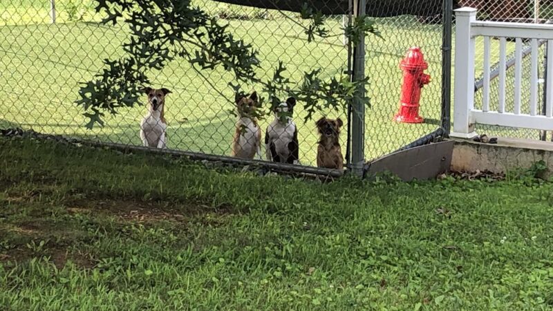 Bark of the Town Kennels - Millerstown, PA
