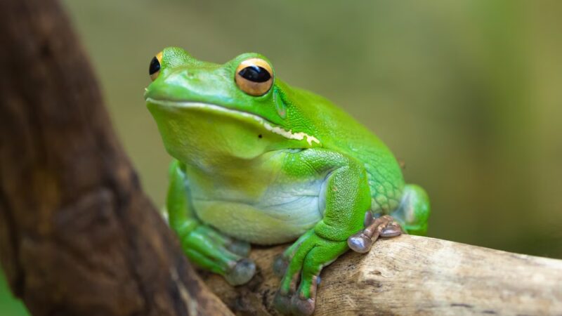 Anne Arundel Park Maintenance - Millersville, MD