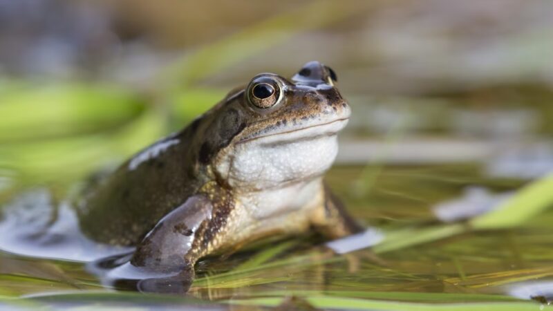 Anne Arundel Park Maintenance - Millersville, MD
