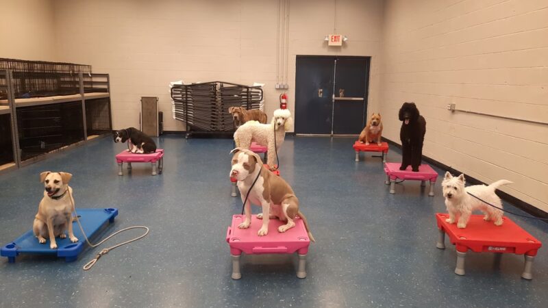 Leash Free Living - Millersville, MD