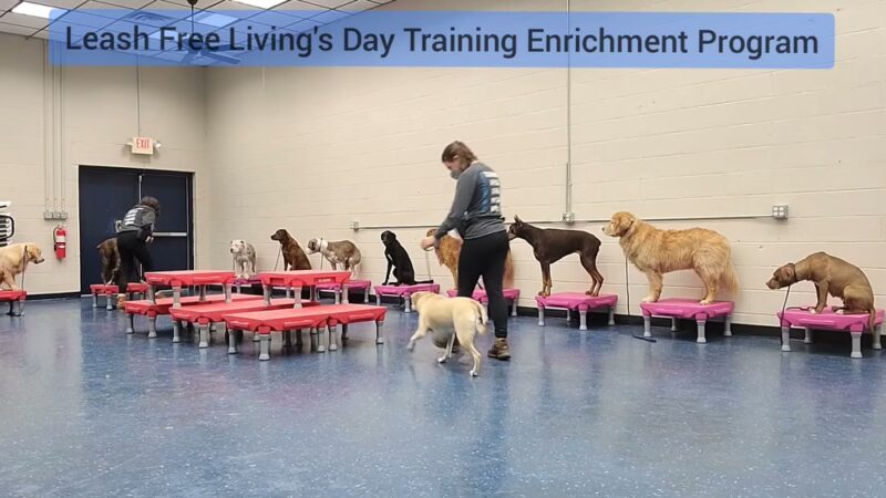 Leash Free Living - Millersville, MD