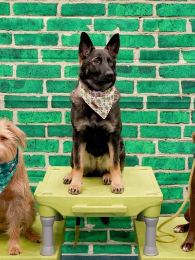 Leash Free Living - Millersville, MD