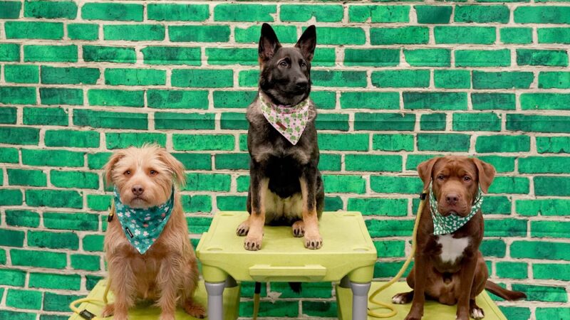 Leash Free Living - Millersville, MD