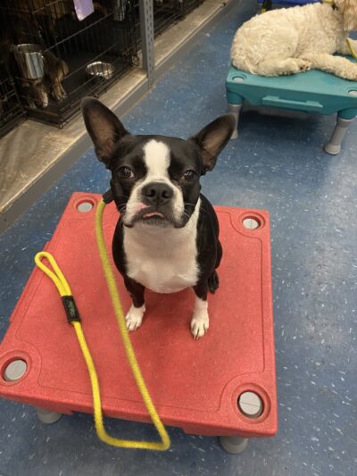 Leash Free Living - Millersville, MD