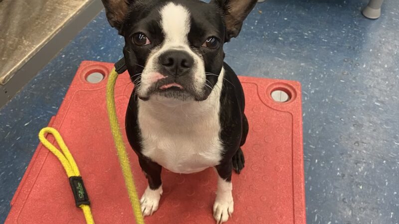 Leash Free Living - Millersville, MD