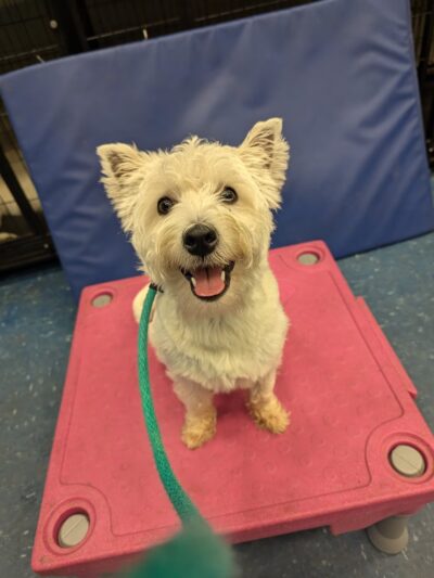 Leash Free Living - Millersville, MD