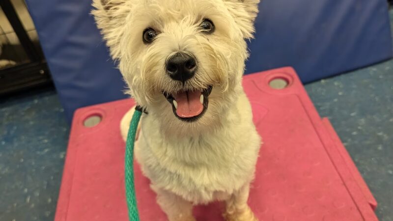 Leash Free Living - Millersville, MD