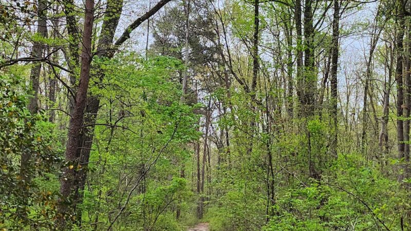 Severn Run Environmental Area - Millersville, MD