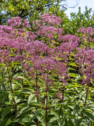 Wildflower Trail - Millersville, MD