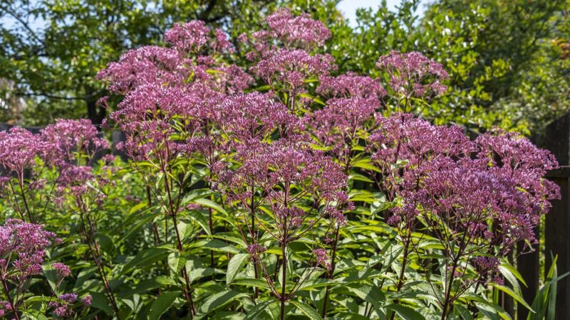 Wildflower Trail - Millersville, MD
