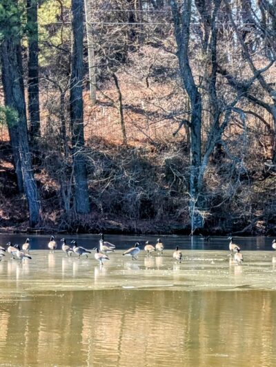 Cypress Branch State Park - Millington, MD