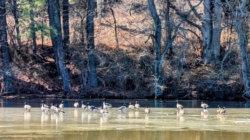 Cypress Branch State Park - Millington, MD