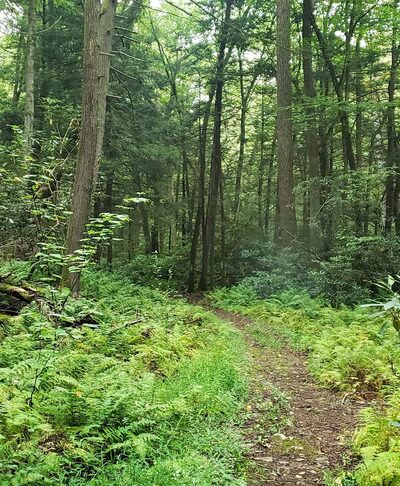 White Mountain Wild Area - Milroy, PA