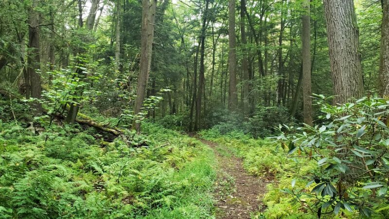 White Mountain Wild Area - Milroy, PA