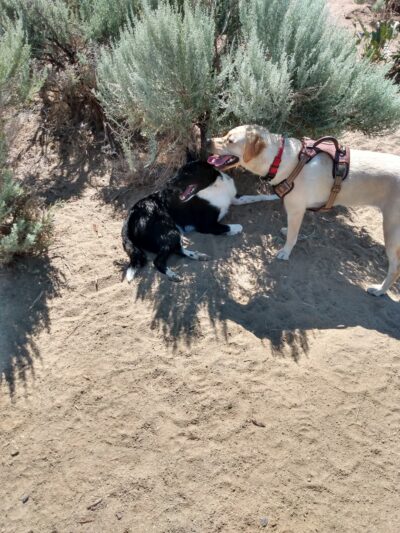 Johnson Lane Park - Minden, NV