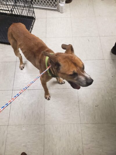 Louisa County Animal Shelter - Mineral, VA