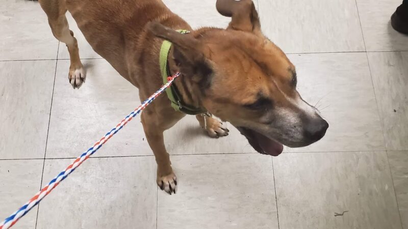 Louisa County Animal Shelter - Mineral, VA