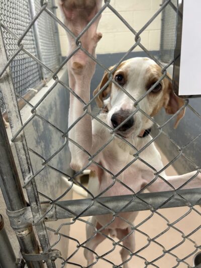 Louisa County Animal Shelter - Mineral, VA