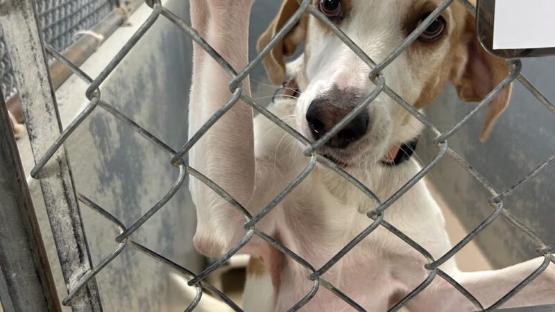 Louisa County Animal Shelter - Mineral, VA