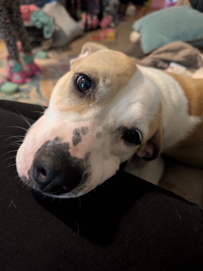Louisa County Animal Shelter - Mineral, VA