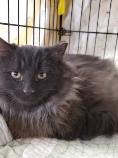 Louisa County Animal Shelter - Mineral, VA