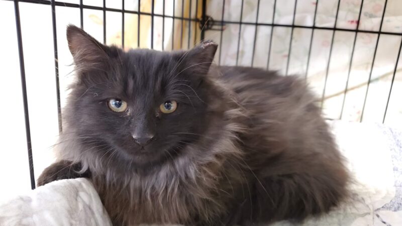 Louisa County Animal Shelter - Mineral, VA