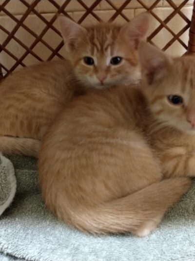 Louisa County Animal Shelter - Mineral, VA