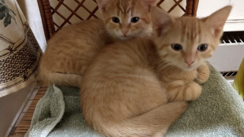 Louisa County Animal Shelter - Mineral, VA