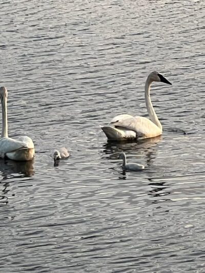 Grass Lake Park - Minneapolis, MN