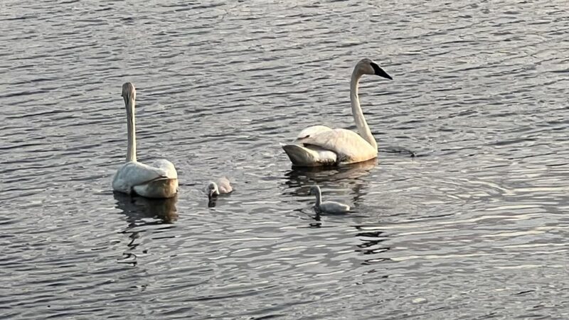 Grass Lake Park - Minneapolis, MN