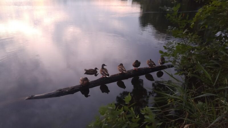 Grass Lake Park - Minneapolis, MN