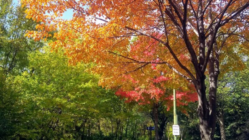 Shingle Creek Park - Minneapolis, MN